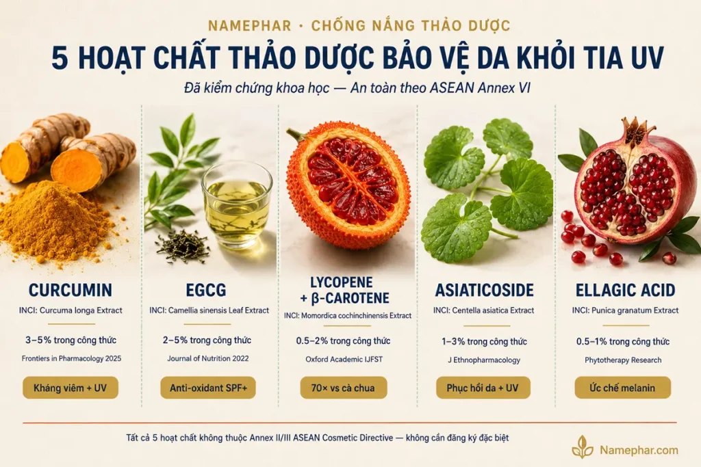 Infographic so sánh curcumin nghệ, EGCG trà xanh, lycopene gấc, asiaticoside rau má, ellagic acid lựu — hoạt chất chống nắng tự nhiên