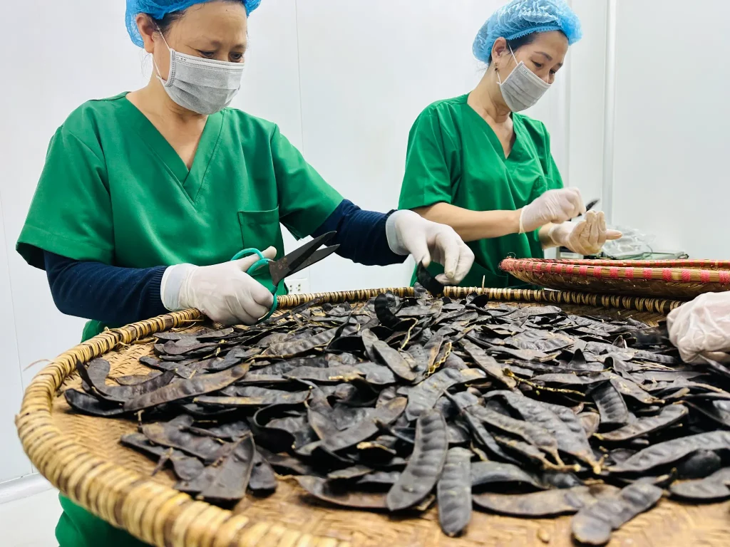 Sơ chế bồ kết tại nhà máy Namephar 